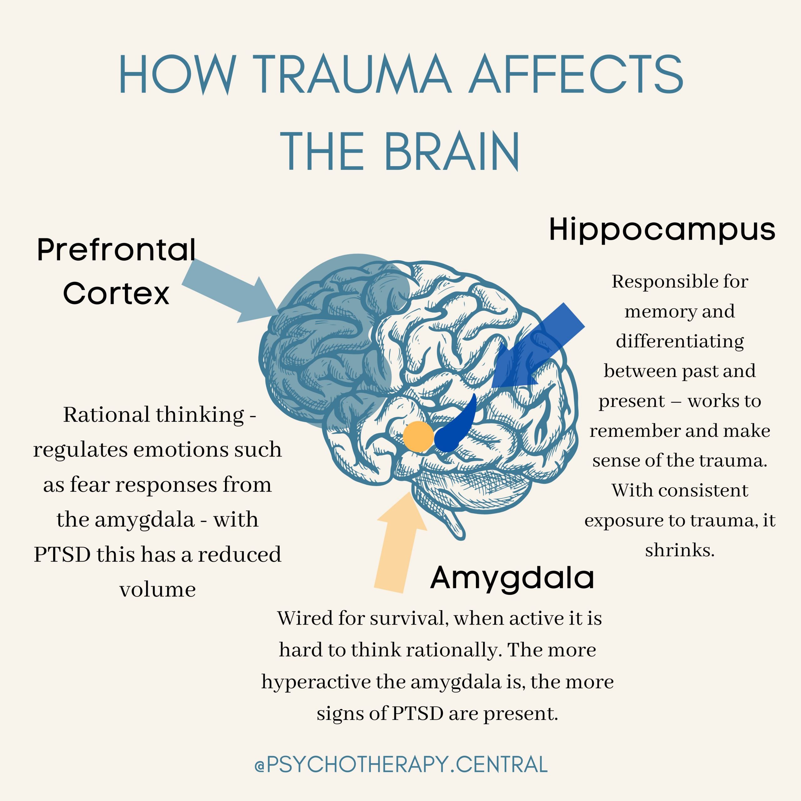 Trauma Brain Processing Functions Infographic - Gambaran