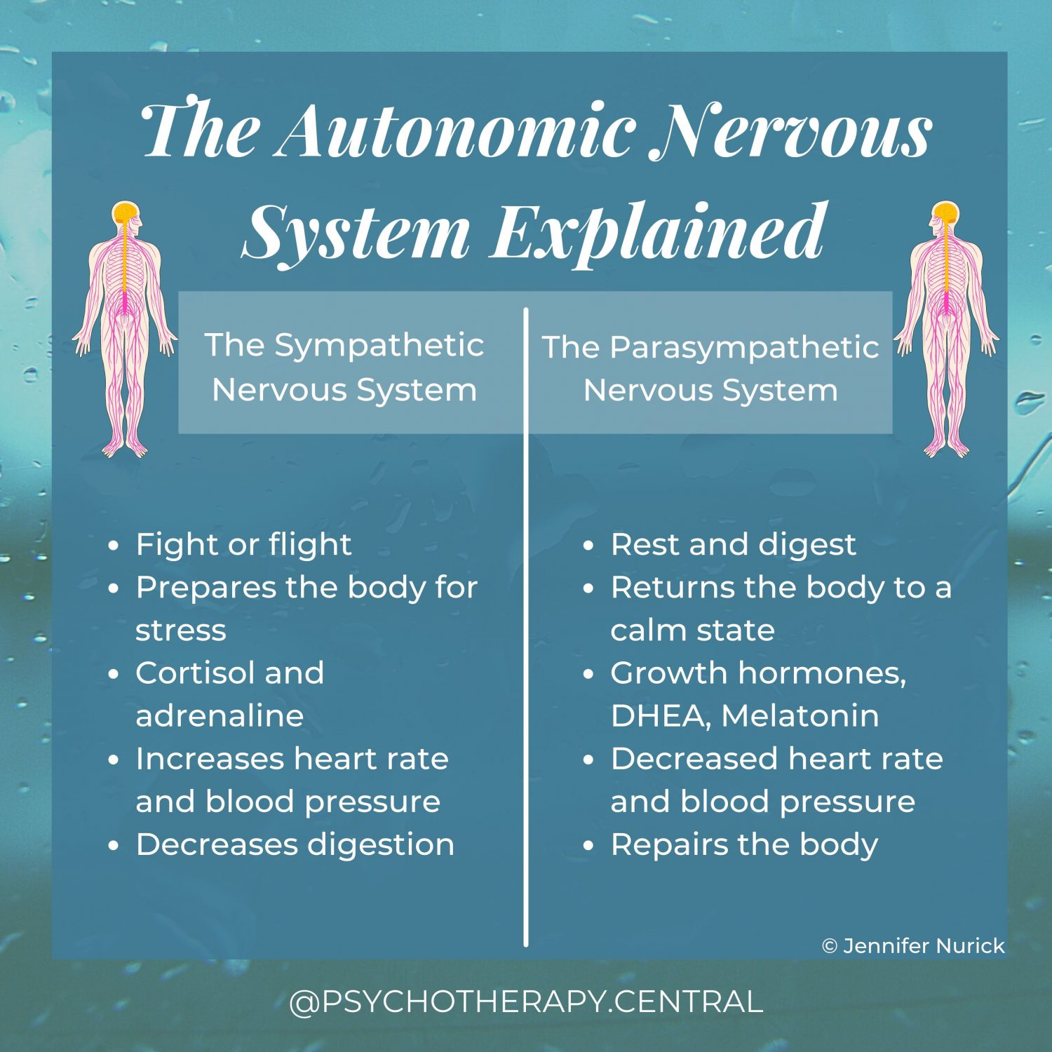 The Autonomic Nervous System Explained Sympathetic Fight or flight Prepares the body for stress Cortisol and adrenaline Increases heart rate and blood pressure Decreases digestion Parasympathetic Rest and digest Returns the body to a calm state Growth hormones, DHEA, Melatonin Decreases heart rate Repairs the body