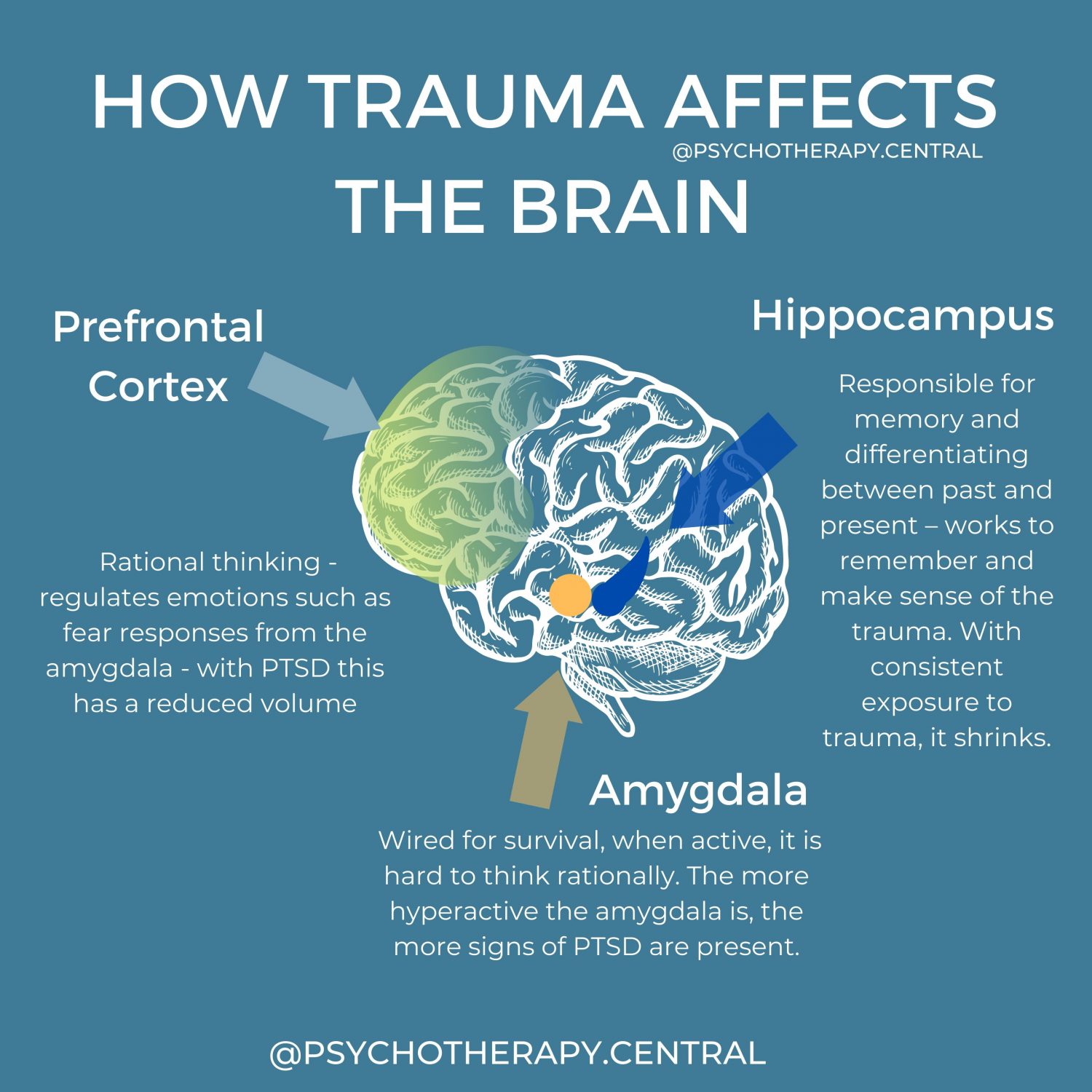How Trauma Affects the Brain