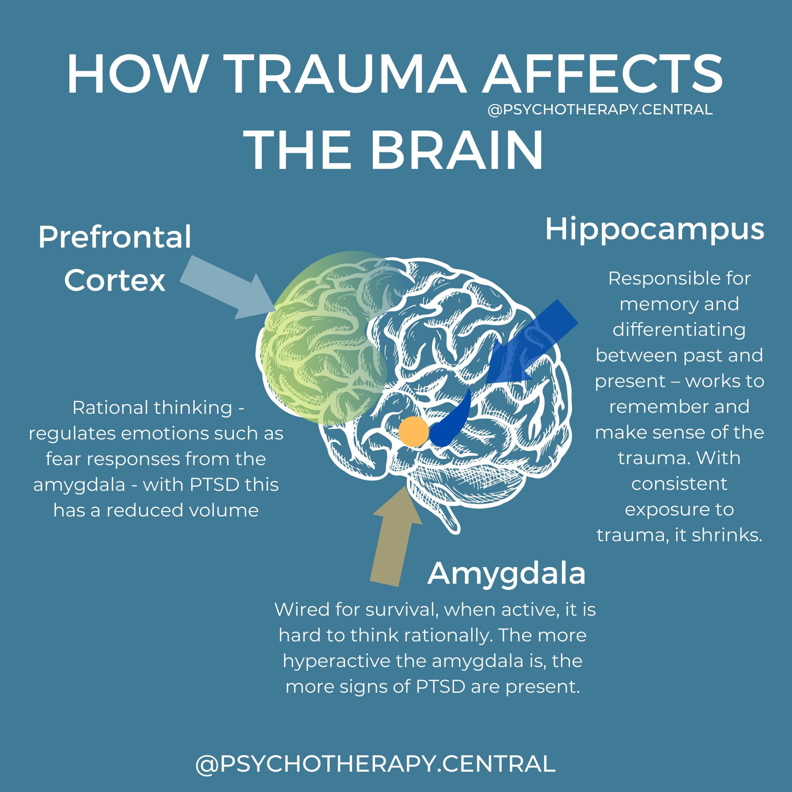 How Trauma Affects The Brain